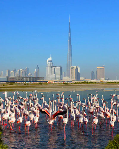 Laundry in Ras Al Khor