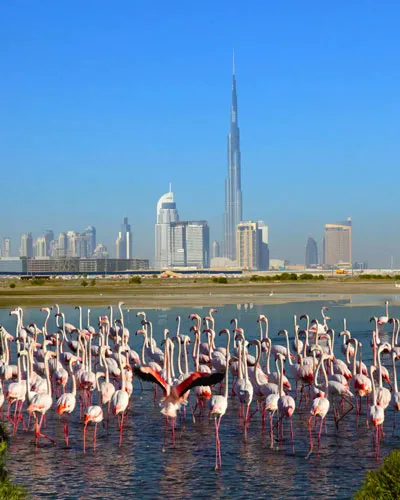 Laundry in Ras Al Khor